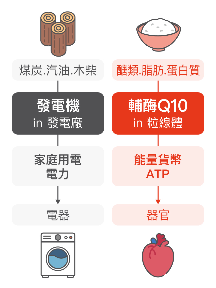 輔酶Q10功效：細胞能量發電機