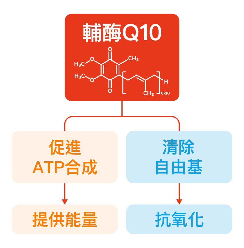 輔酶Q10功效：抗氧化、抗老化美肌聖品