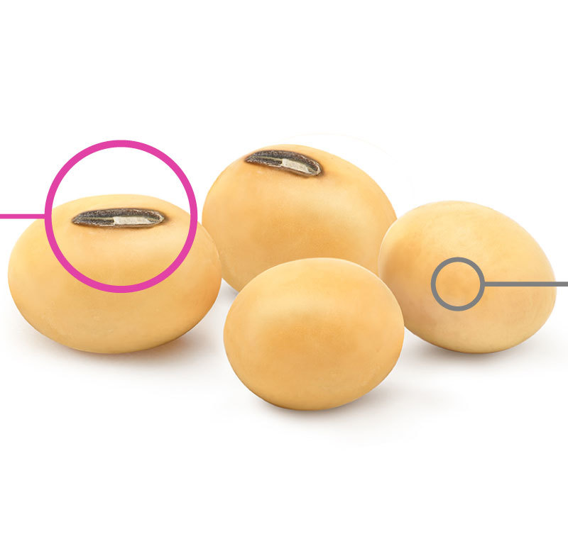 珍貴大豆胚芽萃取,完整保留12種大豆異黃酮 珍貴大豆胚芽萃取,完整保留12種大豆異黃酮